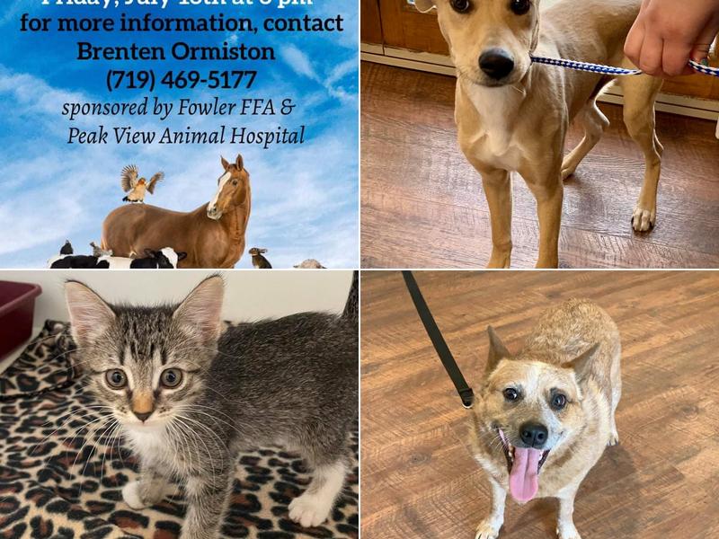 Peak View Animal Hospital: Epperly Erin DVM