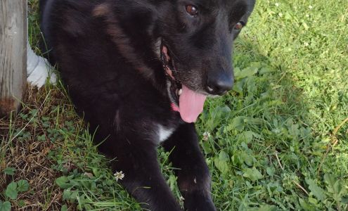 Anaconda Veterinary Clinic 1501 E Park Ave, Anaconda Montana 59711