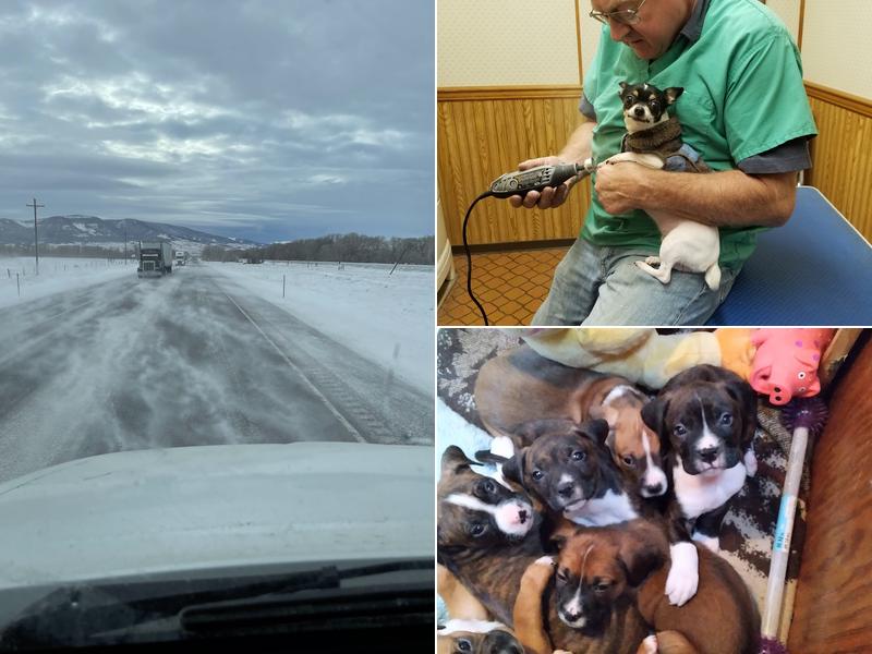 Yellowstone Veterinary Services