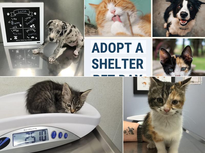 Belton Veterinary Center: Mccallum Jennifer DVM