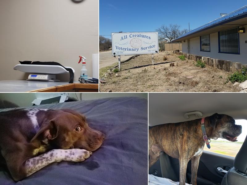 All Creatures Veterinary Services