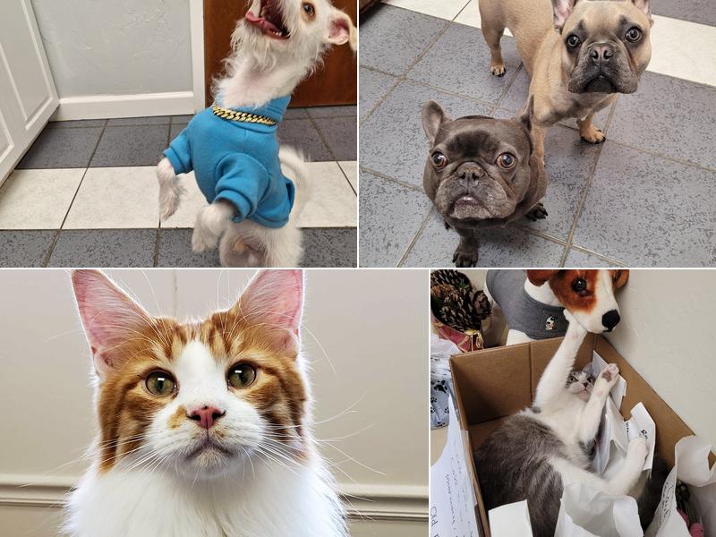 Preston Road Animal Hospital