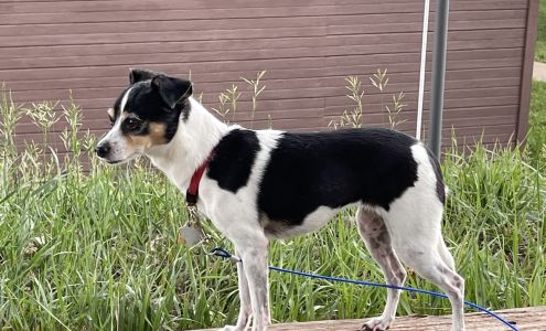 Angel Fire Small Animal Hospital Angel Fire