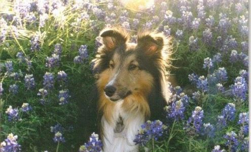 All Creatures Great & Small Veterinary Hospital