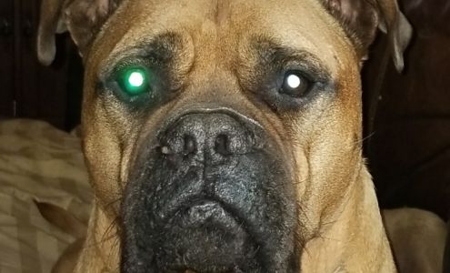 Mid Ozark Animal Health Center Salem