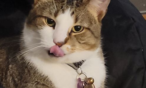 Homestead Veterinary Clinic