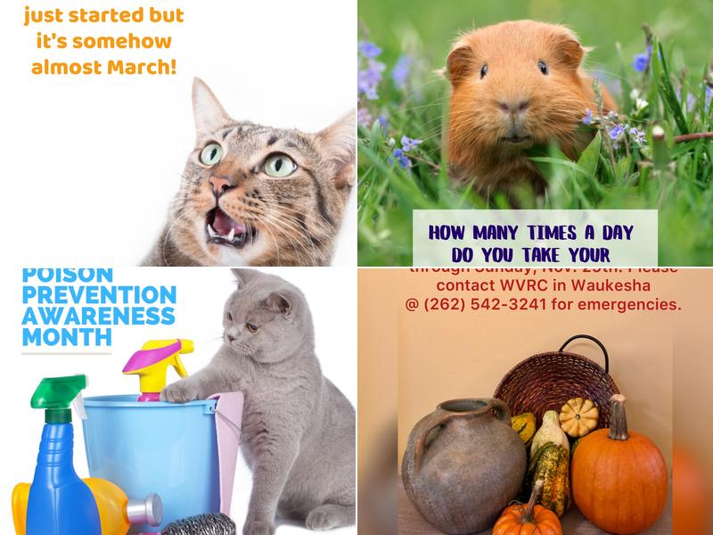 Steven P Benzon, DVM