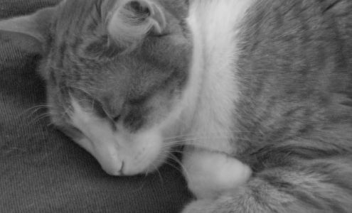 A Breed Apart Animal Hospital