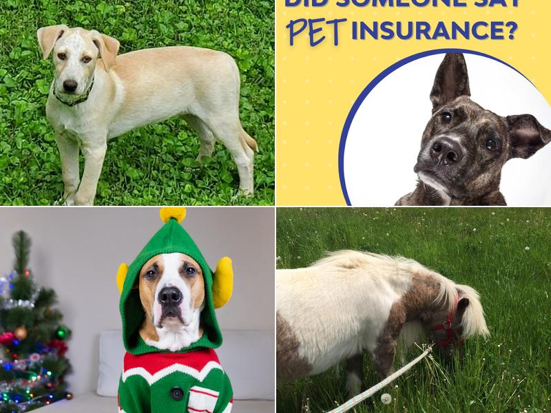 Country View Veterinary Services: Mahr Larry DVM