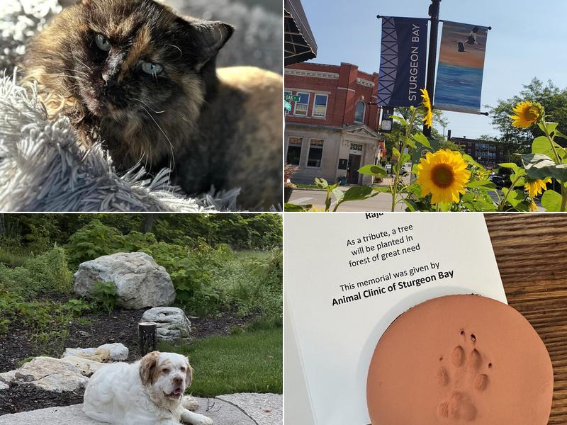 Animal, Clinic, Of, Sturgeon, Bay.