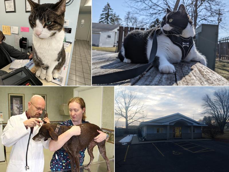 Stoughton Veterinary Service
