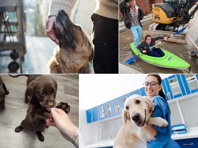 All Animal Health Care: Joy Jeremy R DVM