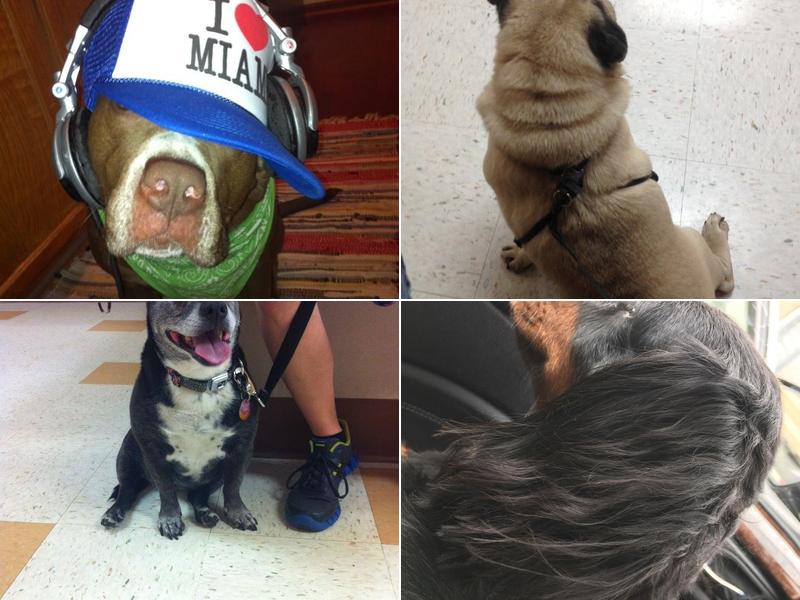 St Paul Veterinary Clinic: Shrer Wendy DVM