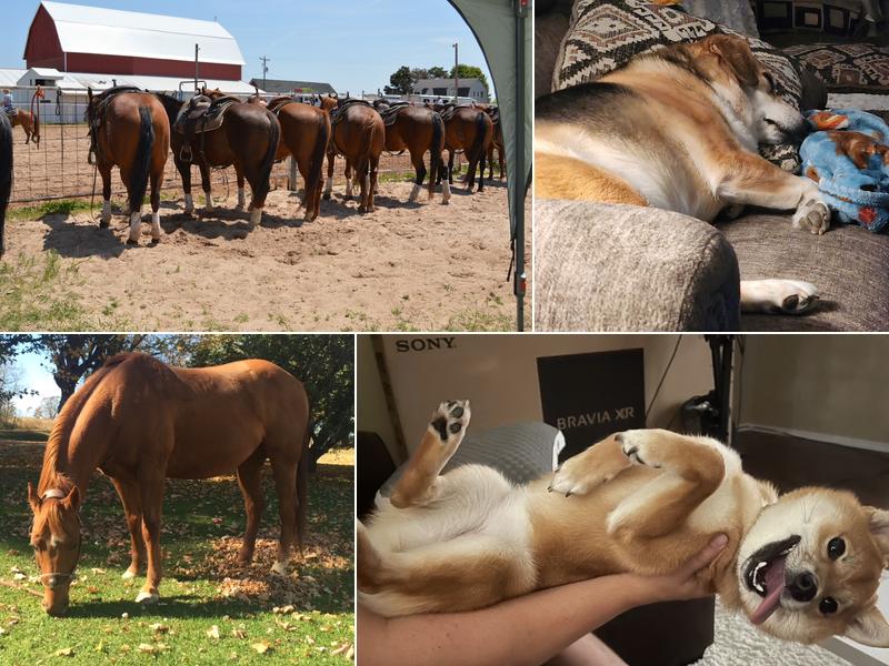 Blue Skies Large & Small Animal Clinic LLC