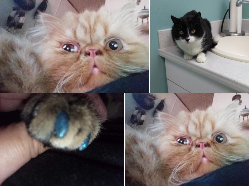 Hound and Katt Veterinarian