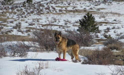 Healing Ways Veterinary Care - Veterinary Acupuncture Laramie