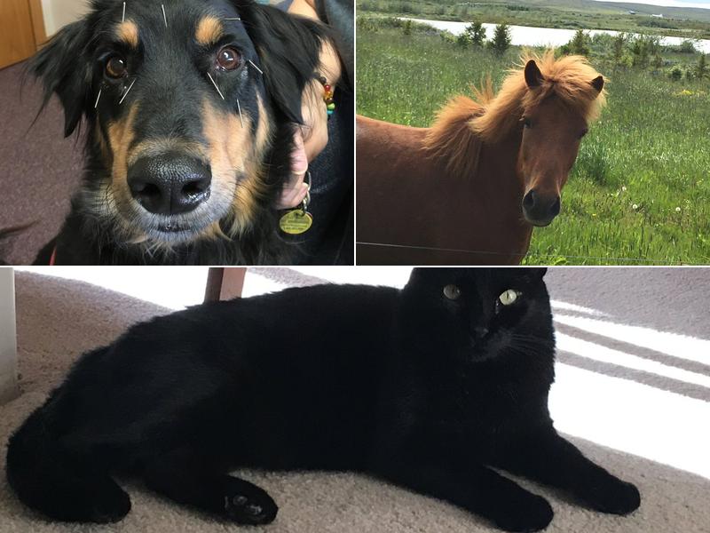 Healing Ways Veterinary Care: Burton Vicki DVM