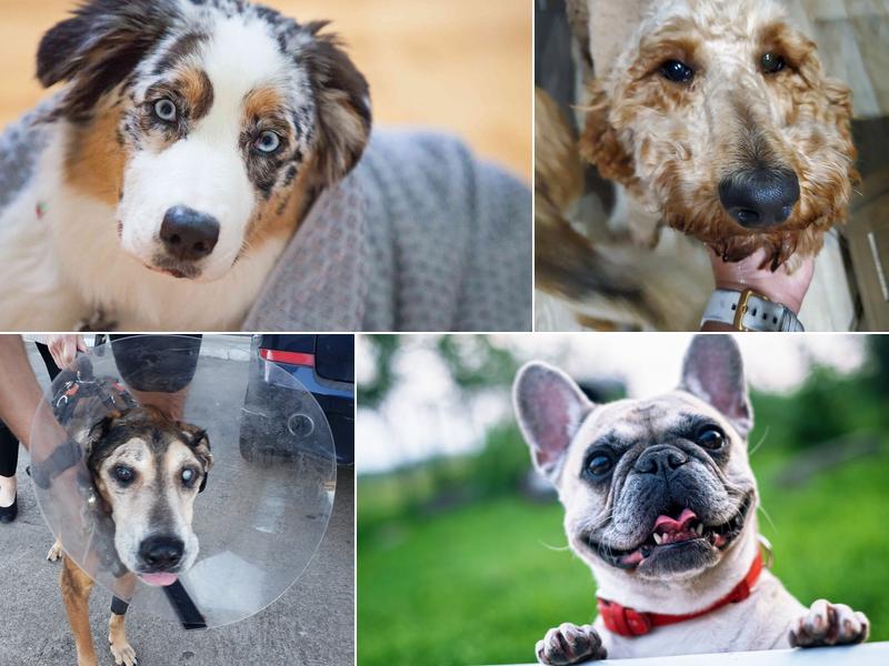 Gulf Coast Animal Eye Clinic