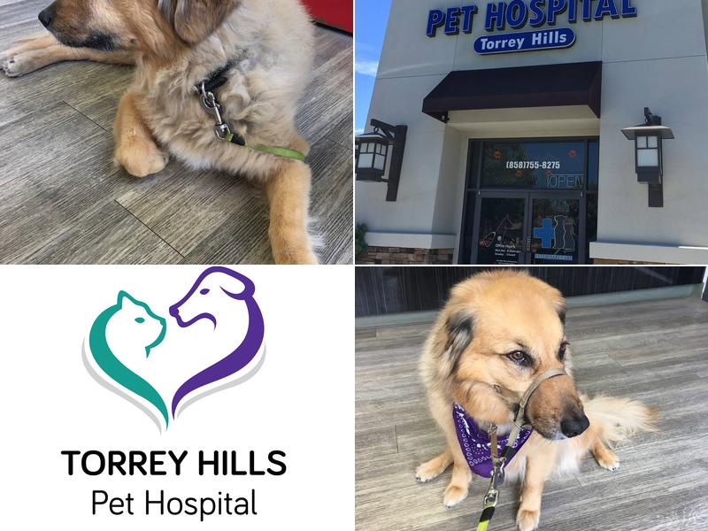 Torrey Hills Pet Hospital