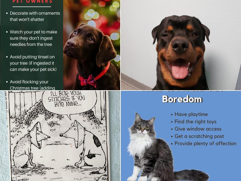 Barnes Veterinary Services