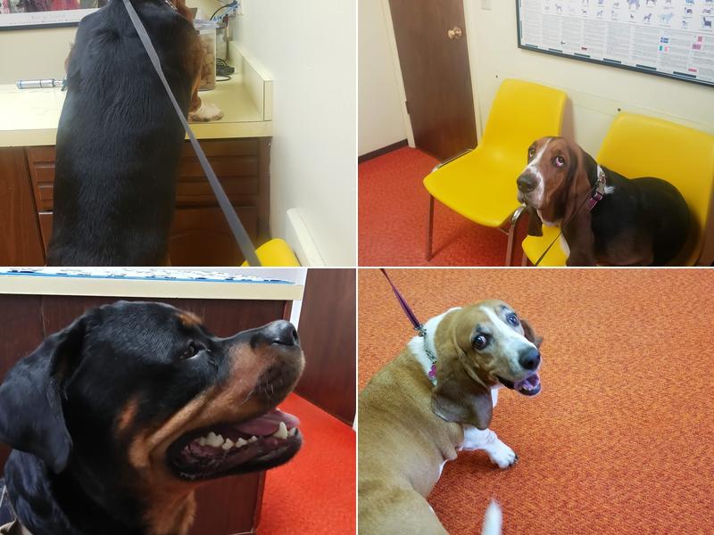 Academy Veterinary Hospital