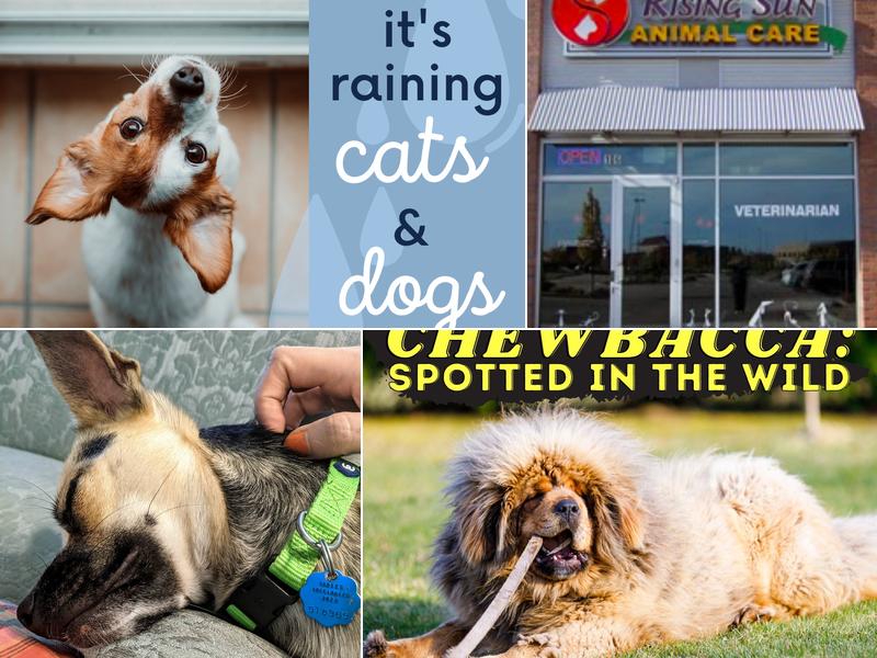 Rising Sun Animal Care