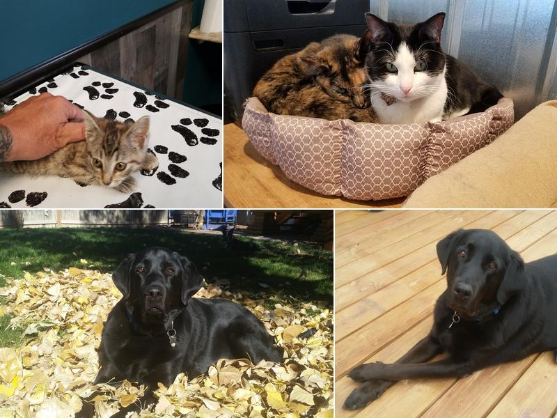 The Musketeers Veterinary Practice