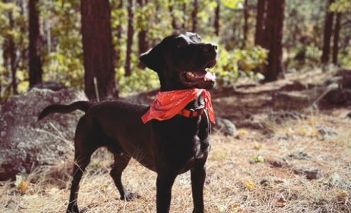 Williams Veterinary Wellness 122 S 3rd St, Williams Arizona 86046