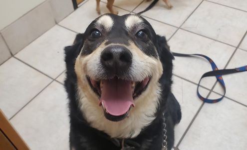 Paradise Valley Animal Hospital