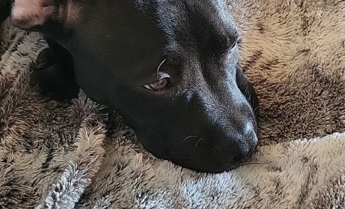 Star City Animal Hospital 1212 S Lincoln Ave, Star City Arkansas 71667