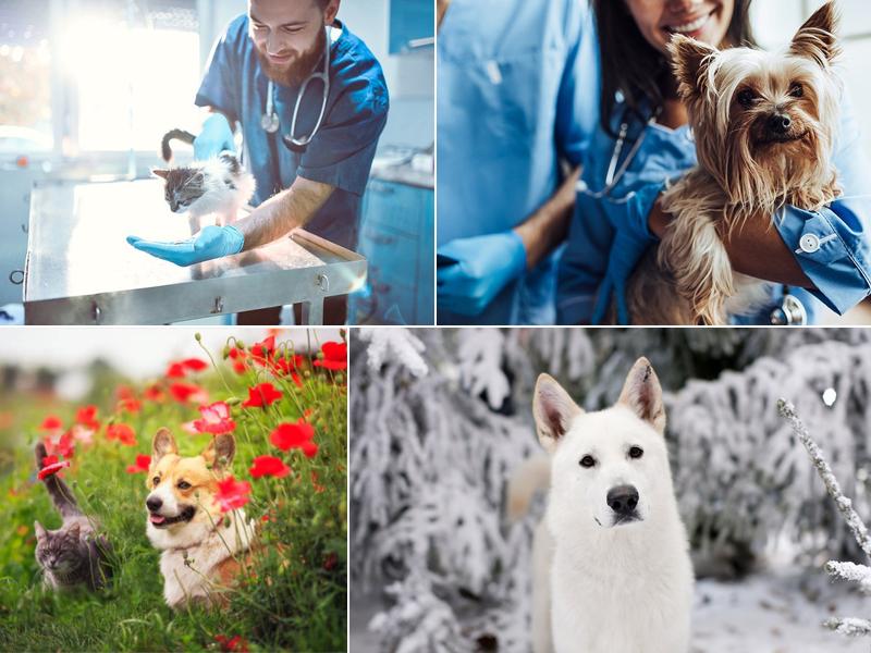 All Animal Health Center: Barnett Amanda DVM