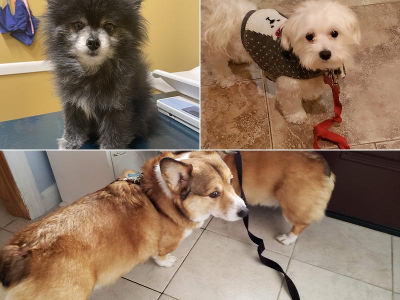 Templeton Steven DVM