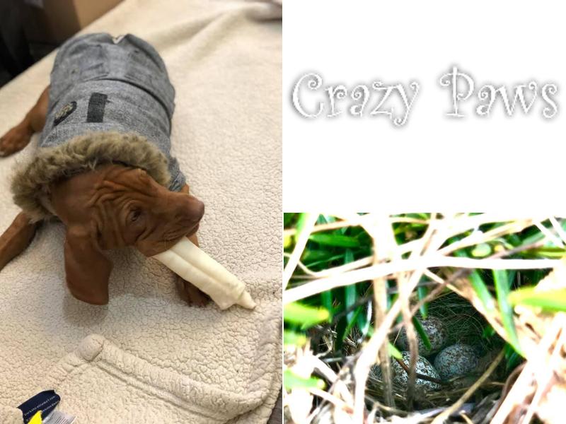 Crazy Paws Veterinary Hospital