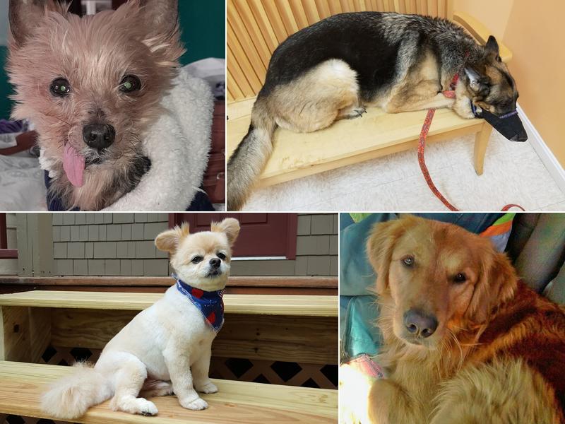 Hometown Veterinary Care