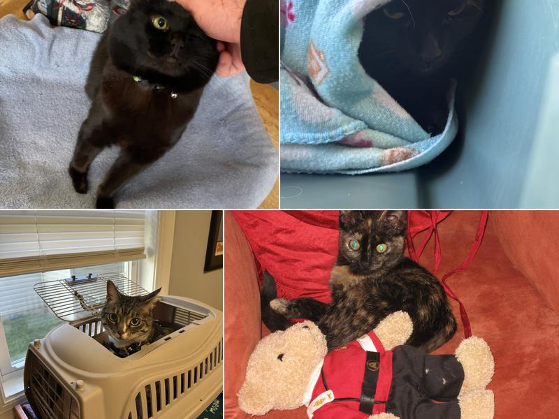 Mid Atlantic Cat Hospital