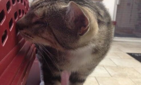 Cat Clinic Rockville