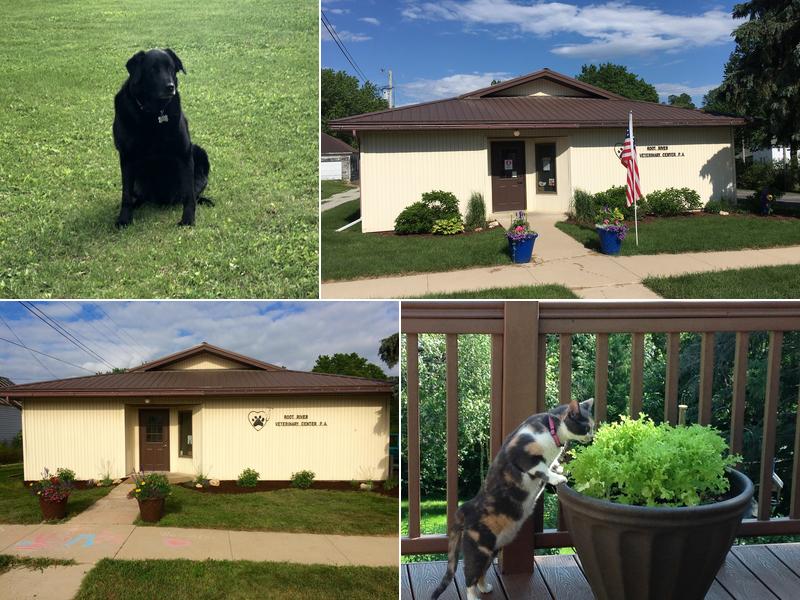 Root River Veterinary Center