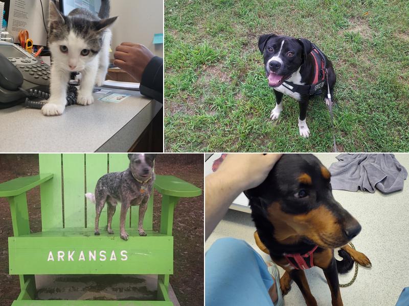 Greers Ferry Veterinary Clinic