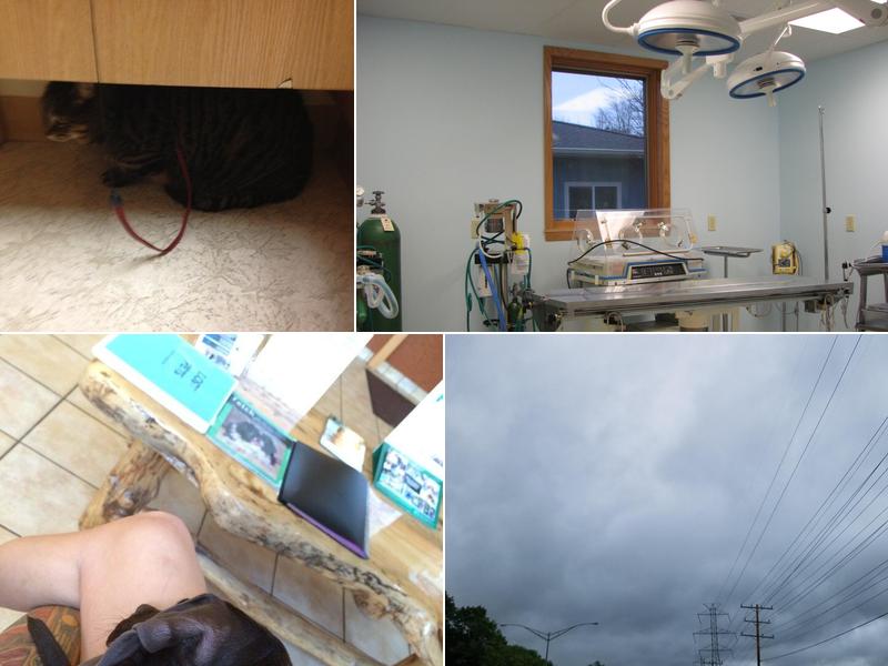 Forest Home Animal Clinic: Abha Khatter, DVM