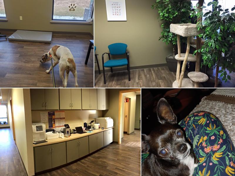 Integrative Veterinary Service