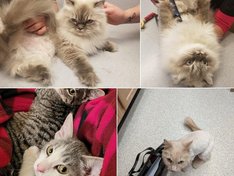 The Ripon Veterinary Clinic