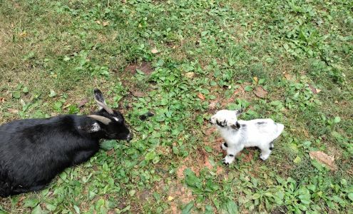 Agrarian Veterinary Services, LLC 12978 W James Anderson Hwy, Buckingham Virginia 23921