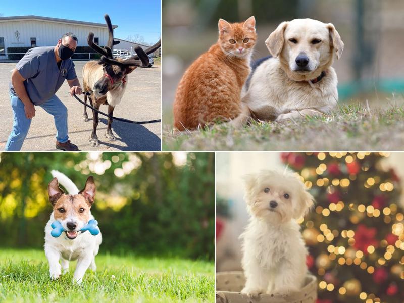 Bristow Veterinary Hospital: Edwards Kim DVM