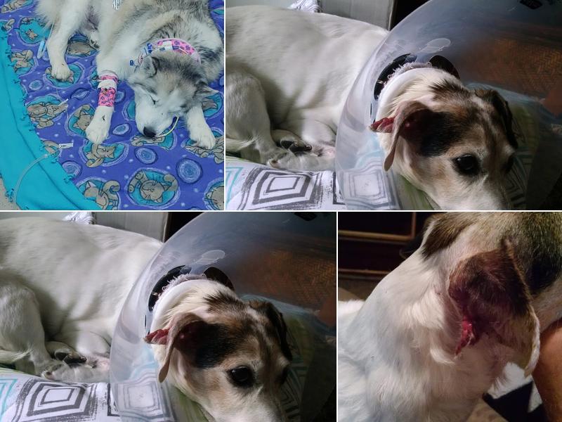 Iowa Veterinary Specialties: Appel Portia DVM