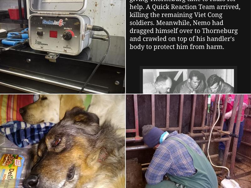 Huston Vet Services: Deverell Luke DVM