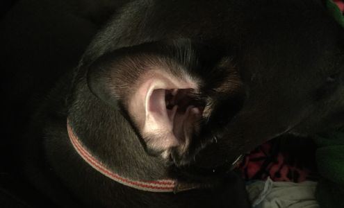 Dr.Courtney Belden, CVA