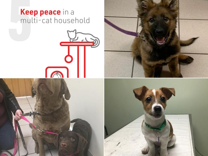 Negaunee Veterinary Clinic: Millado Fran M DVM