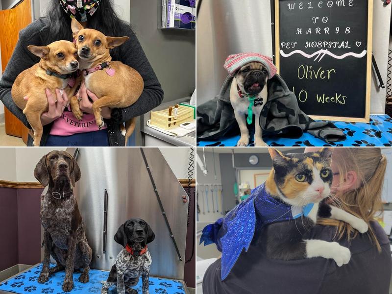 Harris Pet Hospital Sc: Hatcher Rosie DVM