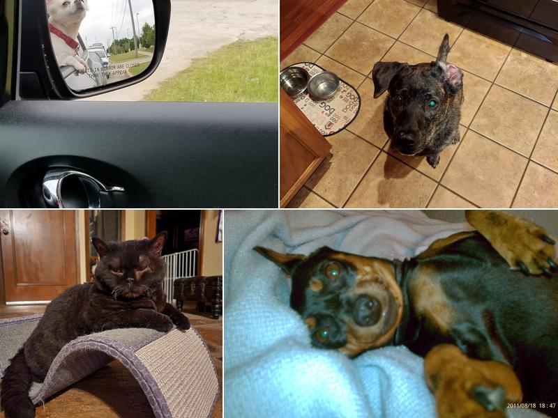 Holland's Veterinary Referral Hospital / Cattle Stats, LLC