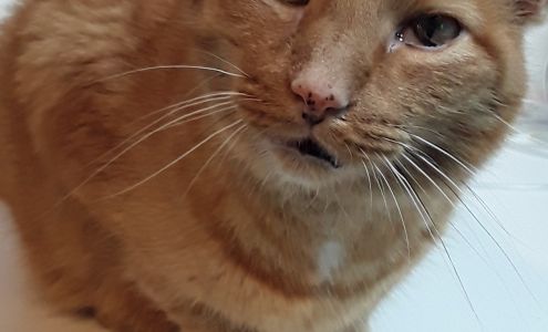 Animal Clinic of Estill County, PLLC 1995 Richmond Rd, Irvine Kentucky 40336